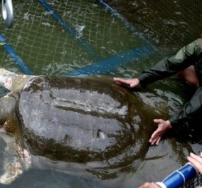 Θρήνος στο Βιετνάμ για τον θάνατο ιερής χελώνας: Κακός οιωνός για το Κομμουνιστικό Κόμμα 