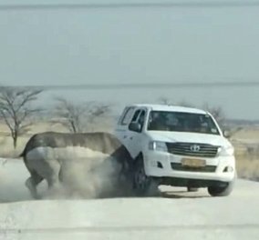 Το βίντεο που κόβει την ανάσα - Ρινόκερος ορμά σε τζιπ τουριστών - Κυρίως Φωτογραφία - Gallery - Video