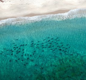 To βίντεο που κόβει την ανάσα: Χιλιάδες καρχαρίες κολυμπούν σε απόσταση αναπνοής από την ακτή της Φλόριντα