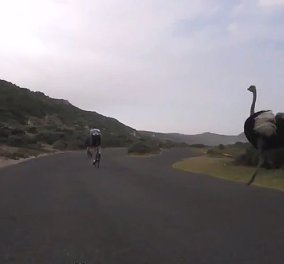 Ξεκαρδιστική «καταδίωξη»: Στρουθοκάμηλος αποφάσισε να κυνηγήσει... ποδηλάτες