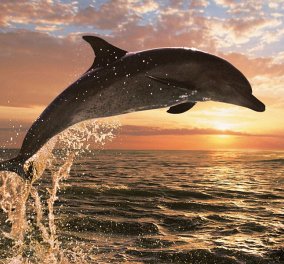 Το πιο γλυκό βίντεο της ημέρας με τα χαριτωμένα παιχνίδια δελφινιών στην Εύβοια