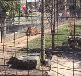 Βίντεο: Η στιγμή που μια "μουρλή" πηδάει στο κλουβί της τίγρης για να πιάσει το καπέλο της!