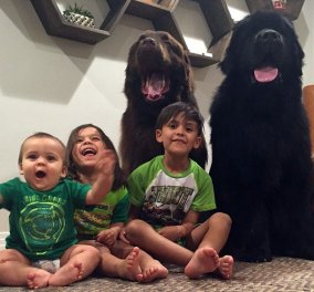 Αξιολάτρευτα σκυλιά – «γίγαντες» γίνονται babysitter για 3 μικρά παιδιά