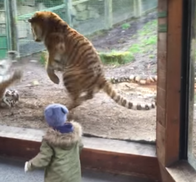 Όταν μια τίγρη ξυπνά η μια την άλλη τότε γίνεται της... ζούγκλας: Δείτε το βίντεο