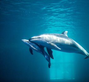 Η συγκλονιστική στιγμή της γέννησης ενός δελφινιού (βίντεο)