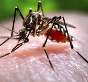 Το απόλυτο tip για να καταπολεμήστε τα κουνούπια  - Απαλλαγείτε... μια & έξω - Κυρίως Φωτογραφία - Gallery - Video