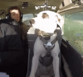 Ο σκυλάκος ο Shadow ήταν έτοιμος για ευθανασία: Tώρα πιλοτάρει αεροπλάνο