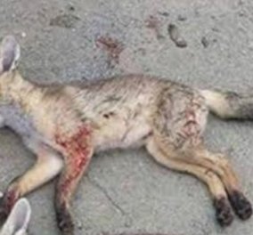 Εικόνες ντροπής: Κύπριος κυνηγός καμαρώνει επειδή σκότωσε 3 αλεπούδες  