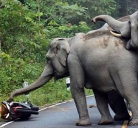 Βίντεο: Ελέφαντες στρίμωξαν στην γωνία μοτοσικλετιστή - Εκείνος ικέτευε για τη ζωή του και... - Κυρίως Φωτογραφία - Gallery - Video