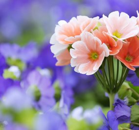 Το πιο ανοιξιάτικο tip: Πώς να κάνετε τα λουλούδια σας να κρατούν περισσότερο την μυρωδιά & την ζωντάνια τους - Κυρίως Φωτογραφία - Gallery - Video
