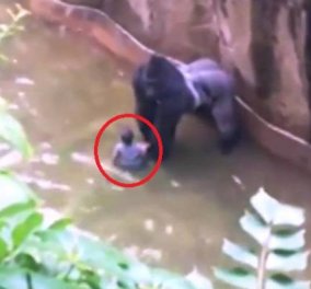 "Θρίλερ" σε ζωολογικό κήπο: 4χρονος πέφτει στα χέρια ενός γορίλα 180 κιλών (Βίντεο) - Κυρίως Φωτογραφία - Gallery - Video