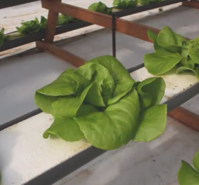 Video: Το θαύμα της ζωής μιας σαλάτας πριν φτάσει στο πιάτο μας  