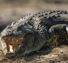 Τρόμος στην Φλόριντα: Οι επικίνδυνοι κροκόδειλοι του Νείλου μετανάστευσαν στα ''φιλόξενα'' νερά της - Κυρίως Φωτογραφία - Gallery - Video