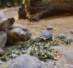Τοp (Woman) η 80χρονη χελώνα: Γεννάει για πρώτη φορά και‏ οι φωτό με τα χελωνάκια της λιώνουν το διαδίκτυο - Κυρίως Φωτογραφία - Gallery - Video