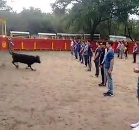 Πείραμα για γερά στομάχια: Φοιτητές στέκονται μπροστά σε ταύρο για να δουν  αν θα επιτεθεί!