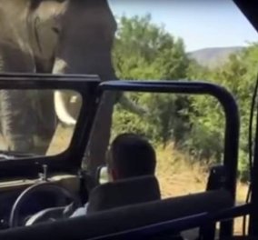 Ξινό βγήκε το σαφάρι στον Άρνολντ Σβαρτζενέγκερ: Αγριεμένος ελέφαντας επιτέθηκε 