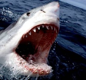 Καρχαρίας 5 μέτρων σκότωσε γυναίκα 60 ετών - Σέρφερ το δεύτερο θύμα σε μια εβδομάδα