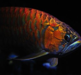 Tο πιο ακριβό petfish στον κόσμο: Ο εντυπωσιακός «κόκκινος δράκος» που φέρνει τύχη! - Κυρίως Φωτογραφία - Gallery - Video