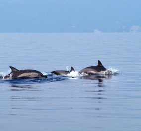 Βίντεο: Δελφίνια κολυμπούν στο Θερμαϊκό & καταγράφονται on camera - Κυρίως Φωτογραφία - Gallery - Video