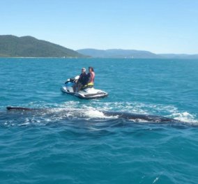 Βίντεο: Στην Αυστραλία ή σε τρώνε οι καρχαρίες ή κάνεις jet ski με φάλαινες - Μια θάλασσα-περιπέτεια!
