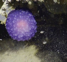 Μια μυστηριώδης μωβ μπάλα, το πιο παράξενο πλάσμα της Γης - Ζει 1.616 μέτρα κάτω από τη θάλασσα
