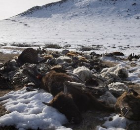 Κλαίει ο πλανήτης με τις εικόνες των νεκρών ζώων από το ψύχος των - 50 βαθμών στη Μογγολία - Κυρίως Φωτογραφία - Gallery - Video