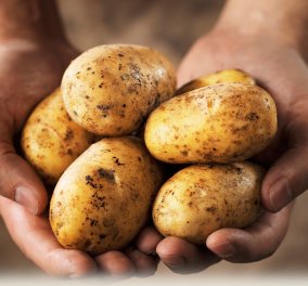 Οι πατάτες αυξάνουν τον κίνδυνο εκδήλωσης υπέρτασης ακόμη & βραστές ! Οι τηγανητές αστό καλύτερα  - Κυρίως Φωτογραφία - Gallery - Video