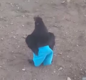 Τo πιο τρελό βίντεο: Ιδού ο Charlie, o απίθανος κόκορας  με το... γαλάζιο παντελόνι!!!