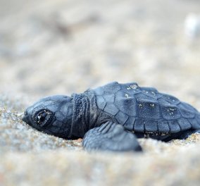 Good news: ‘’ Έσκασαν μύτη’’ τα πρώτα χελωνάκια του Εθνικού Πάρκου Κοτυχίου-Στροφυλιάς - Κυρίως Φωτογραφία - Gallery - Video
