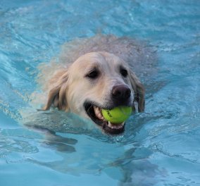 Βίντεο: Ο παράδεισος των σκύλων με εσωτερική πισίνα, γήπεδα με γρασίδι για ατέλειωτα παιχνίδια... ακόμη και σπα
