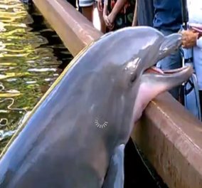 Video: Δελφίνι κολλημένο με την τεχνολογία ‘’αρπάζει’’ tablet από τα χέρια γυναίκας 