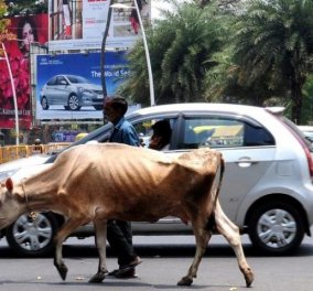Θα βάψουν τα κέρατα των αγελάδων με φωσφοριζέ μπογιά: Να πως θα μειώσουν τα τροχαία τη νύχτα στην Ινδία 