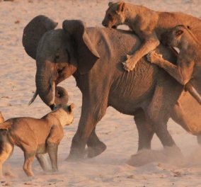 Το βίντεο της ημέρας: 14 λιοντάρια όρμηξαν να φάνε έναν ελέφαντα - Επική μάχη με έκπληξη