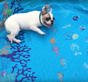 Summer@ eirinika - Smile Βίντεο: Χοντρούλι bulldog κολυμπάει... χωρίς νερό! - Κυρίως Φωτογραφία - Gallery - Video