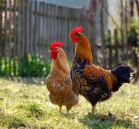 Πως ζευγαρώνουν οι κότες; Πως ο κόκορας τελικά καταφέρνει την κότα του & πως γίνονται τα αυγά;   - Κυρίως Φωτογραφία - Gallery - Video