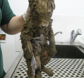 Εσείς, τι νομίζετε πως είναι αυτό το πολύ βρώμικο ζώο που κυλιέται στη λάσπη; (φωτό)