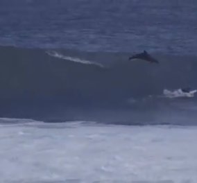 Βίντεο ημέρας: Τεράστιο δελφίνι έπεσε πάνω σε σέρφερ σκίζοντας κύμα 5 μέτρων - Ψύχραιμος ο νέος... 
