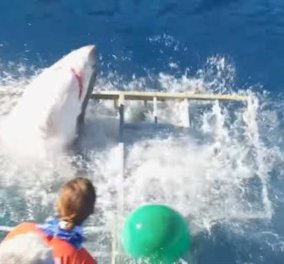 Ο μεγάλος εφιάλτης: Λευκός καρχαρίας μπήκε στο κλουβί με τον δύτη μέσα & έγινε ο χαμός (βίντεο)