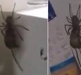 Πανικός στην Αυστραλία με γιγάντια αράχνη - Δείτε την να κουβαλάει & να τρώει αμέριμνη ποντίκι 
