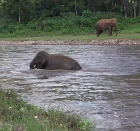 Καταπληκτικό: Ελέφαντας μπήκε στο ποτάμι να σώσει τον εκπαιδευτη του που πνιγόταν