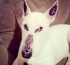 Σάλος με tattoo artist που ξεπέρασε τα όρια: Έκανε στον σκύλο του 5 τατουάζ & προκάλεσε θύελλα αντιδράσεων