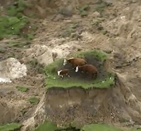Βίντεο: Τρεις αγελάδες εγκλωβίστηκαν σε... κομμάτι γης  από τον σεισμό στη Νέα Ζηλανδία 