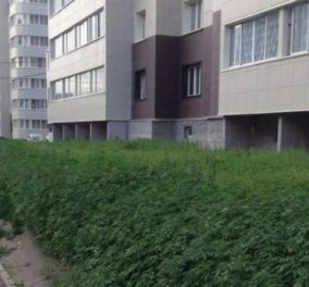 Απίστευτη γκάφα από τον Δήμο της Μόσχας: Αντί για γκαζόν φύτεψαν 230 δενδρύλλια κάνναβης!