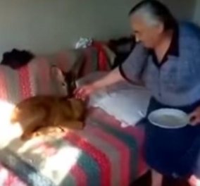 Top Woman η Αγρινιώτισσα γιαγιά που έχει για κατοικίδιο της... ένα ζαρκάδι - Βίντεο