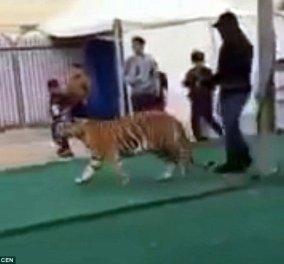 Βίντεο που κόβει την ανάσα: Τίγρης - κατοικίδιο με λουρί (!) επιτίθεται σε μικρό κορίτσι μέσα σε εμπορικό κέντρο - Κυρίως Φωτογραφία - Gallery - Video