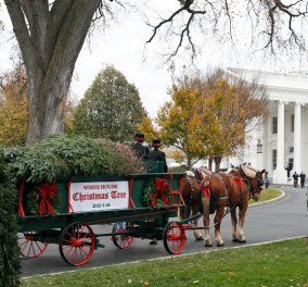 Η Μισέλ Ομπάμα και τα ανίψια της παρέλαβαν σε ένα κάρο με 2 άλογα το φετινό χριστουγεννιάτικο δέντρο του Λευκού Οίκου (φωτό, βίντεο) - Κυρίως Φωτογραφία - Gallery - Video