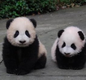 To cutie της ημέρας: Μικρούλι panda προσπαθεί να σταθεί στα πόδια του  - Κυρίως Φωτογραφία - Gallery - Video