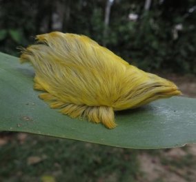 Η κάμπια Trumpapillar με το μαλλί αλά Ντόναλντ ενθουσιάστηκε με τα νέα του Πλανητάρχη που της μοιάζει