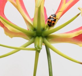 Το βίντεο του μήνα από το National Geographic: Ο "χορός" των λουλουδιών με τα έντομα! Μην το χάσετε - Κυρίως Φωτογραφία - Gallery - Video