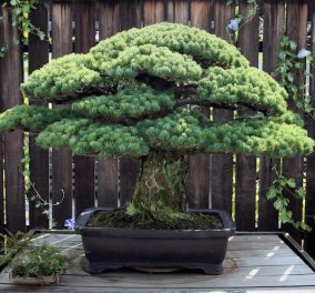 Story of the day: 391 ετών δέντρο Μπονσάι επιβίωσε της ατομικής βόμβας στη Χιροσίμα & σήμερα ακόμη μεγαλώνει
